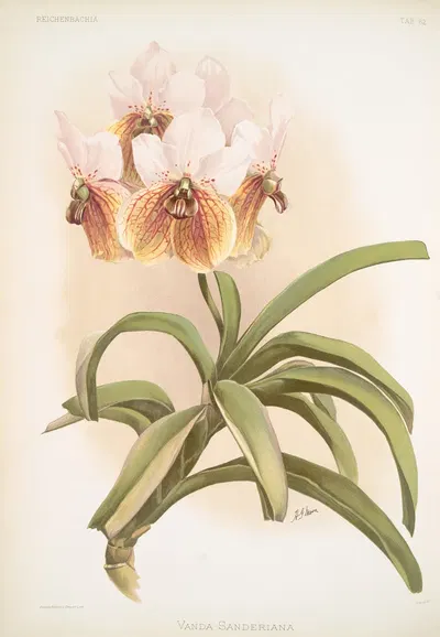 Vanda sanderiana by Frederick Sander, 1888-1894 — digital art print download
