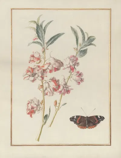 Collection of flower drawings Pl.01 by Madeleine-Françoise Basseporte, 1750 — digital art print download