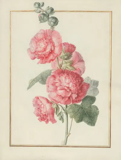 Collection of flower drawings Pl.02 by Madeleine-Françoise Basseporte, 1750 — digital art print download