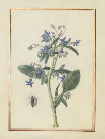 Collection of flower drawings Pl.03 by Madeleine-Françoise Basseporte, 1750 — digital art print download