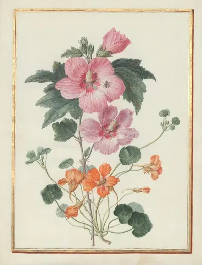 Collection of flower drawings Pl.04 by Madeleine-Françoise Basseporte, 1750 — digital art print download
