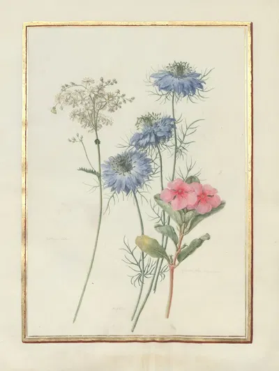 Collection of flower drawings Pl.05 by Madeleine-Françoise Basseporte, 1750 — digital art print download