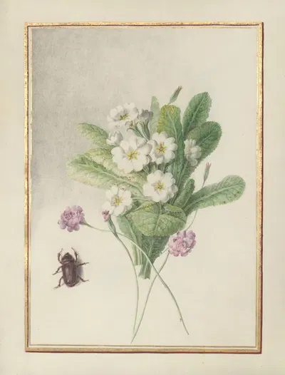 Collection of flower drawings Pl.06 by Madeleine-Françoise Basseporte, 1750 — digital art print download