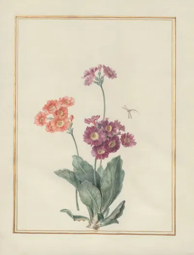Collection of flower drawings Pl.08 by Madeleine-Françoise Basseporte, 1750 — digital art print download