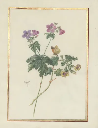 Collection of flower drawings Pl.09 by Madeleine-Françoise Basseporte, 1750 — digital art print download