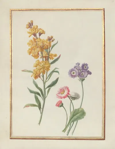 Collection of flower drawings Pl.10 by Madeleine-Françoise Basseporte, 1750 — digital art print download