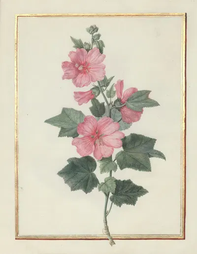 Collection of flower drawings Pl.12 by Madeleine-Françoise Basseporte, 1750 — digital art print download
