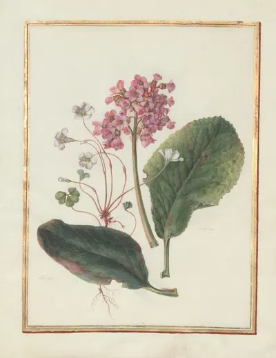 Collection of flower drawings Pl.13 by Madeleine-Françoise Basseporte, 1750 — digital art print download