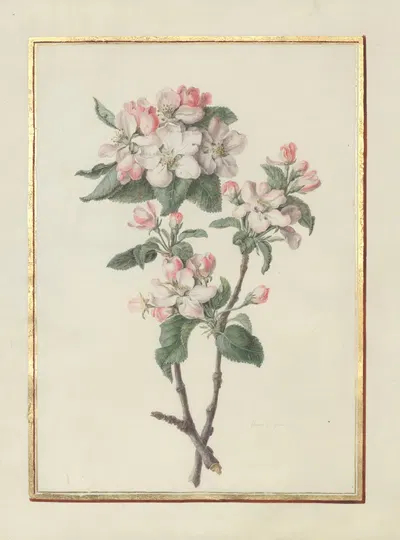 Collection of flower drawings Pl.14 by Madeleine-Françoise Basseporte, 1750 — digital art print download