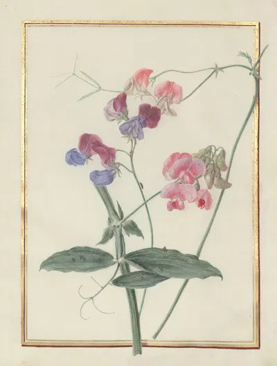 Collection of flower drawings Pl.15 by Madeleine-Françoise Basseporte, 1750 — digital art print download