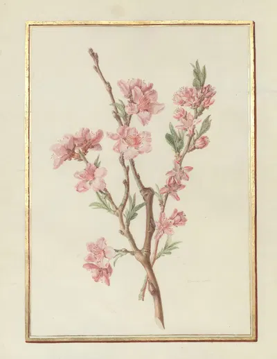 Collection of flower drawings Pl.17 by Madeleine-Françoise Basseporte, 1750 — digital art print download