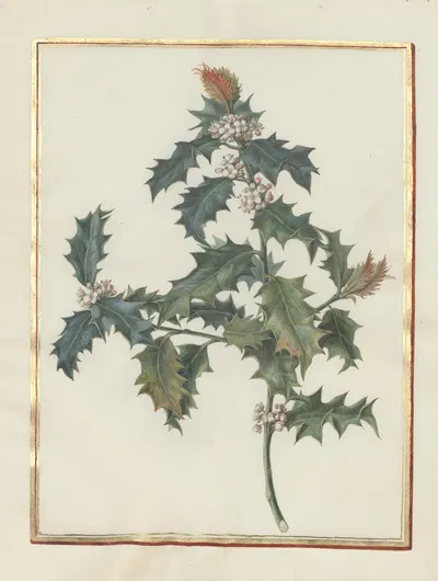 Collection of flower drawings Pl.18 by Madeleine-Françoise Basseporte, 1750 — digital art print download