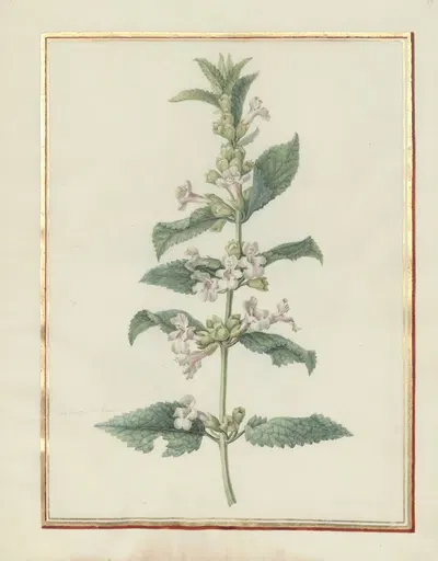 Collection of flower drawings Pl.19 by Madeleine-Françoise Basseporte, 1750 — digital art print download