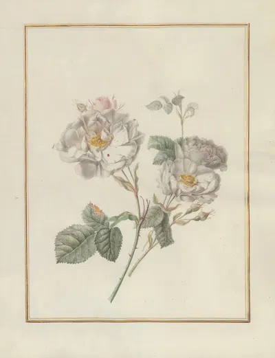 Collection of flower drawings Pl.20 by Madeleine-Françoise Basseporte, 1750 — digital art print download