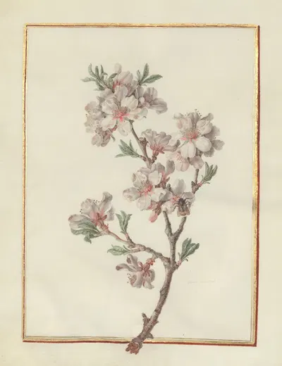Collection of flower drawings Pl.21 by Madeleine-Françoise Basseporte, 1750 — digital art print download