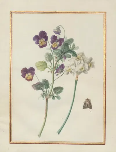 Collection of flower drawings Pl.22 by Madeleine-Françoise Basseporte, 1750 — digital art print download