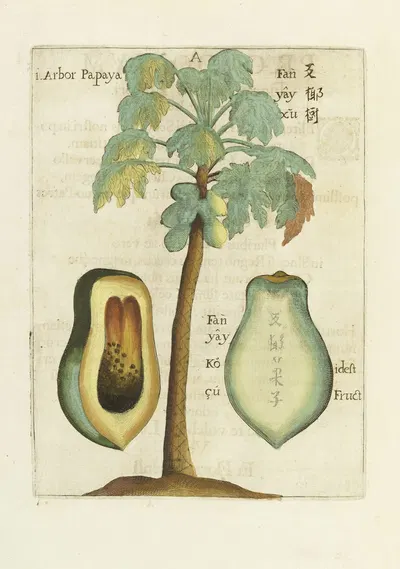Papaya by Michał Boym, 1656 — digital art print download