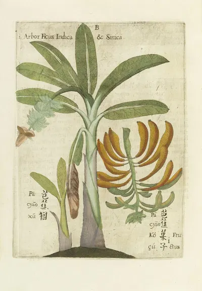 Ficus India & Sinica by Michał Boym, 1656 — digital art print download