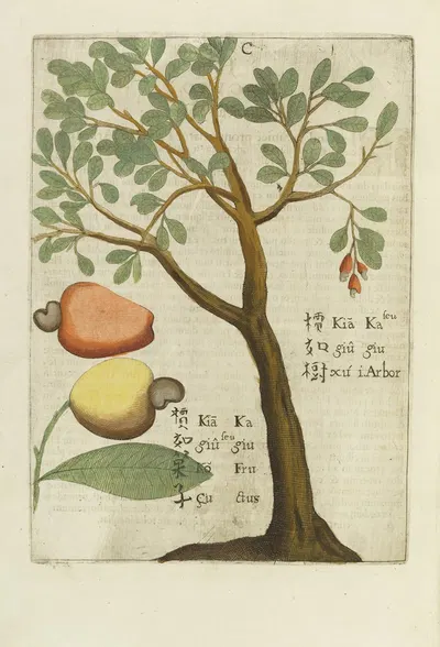 Seu Kagiu, Fructus Indicus by Michał Boym, 1656 — digital art print download