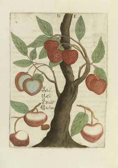 Fructus Sinici by Michał Boym, 1656 — digital art print download