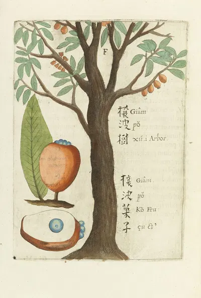 Fructus by Michał Boym, 1656 — digital art print download