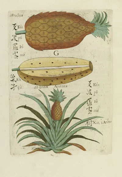 Seu Ananas Fructus by Michał Boym, 1656 — digital art print download