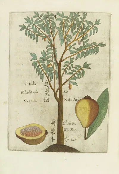 Seu Goyava Fructus by Michał Boym, 1656 — digital art print download