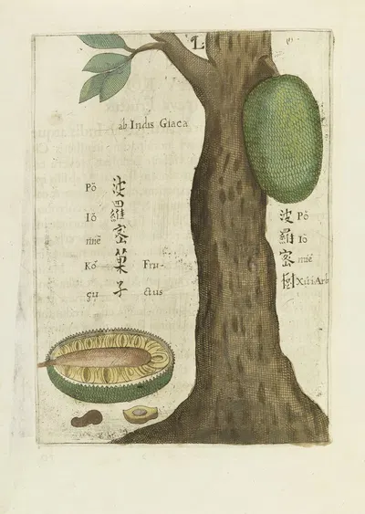 Seu Giaca Fructus by Michał Boym, 1656 — digital art print download