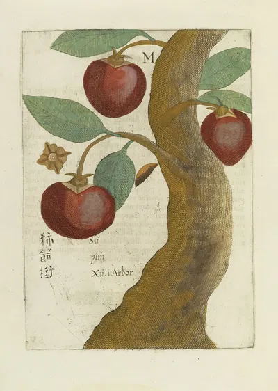 Fructus Sinicus by Michał Boym, 1656 — digital art print download