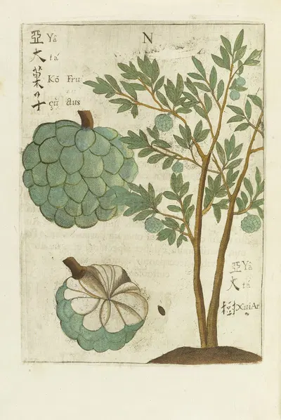 Fructus by Michał Boym, 1656 — digital art print download
