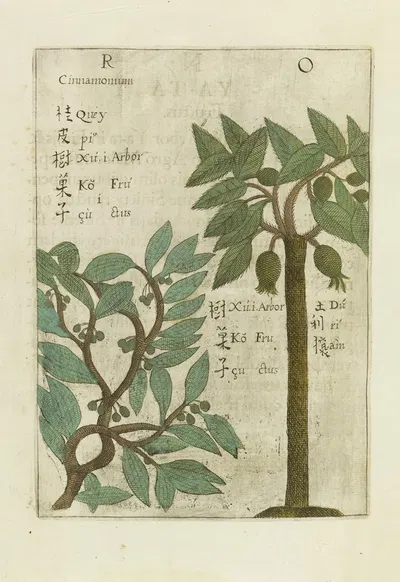 Fructus by Michał Boym, 1656 — digital art print download