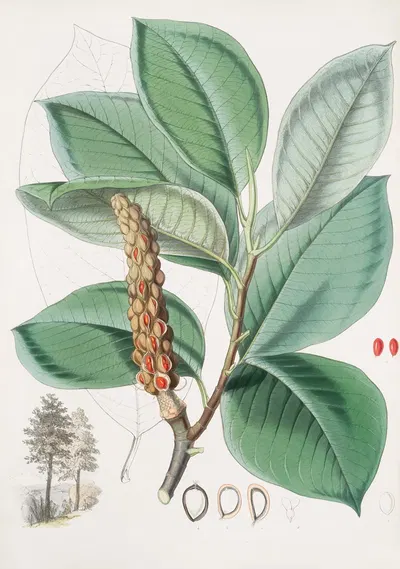 Magnolia Campbellii, H.f. et T. (Fruiting plant in foliage) by Walter Hood Fitch, 1855 — digital art print download