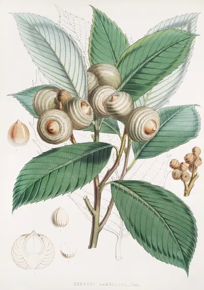 Quercus Lamellosa, Ham. by Walter Hood Fitch, 1855 — digital art print download