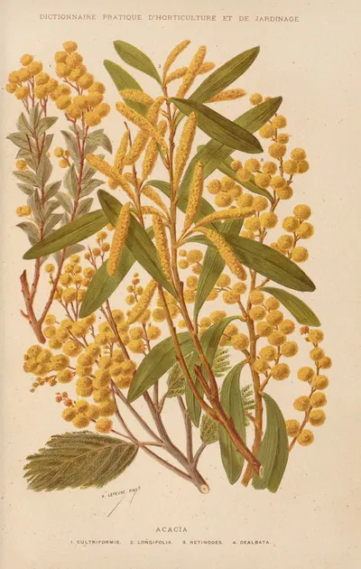 Acacia by George Nicholson, 1893 — digital art print download