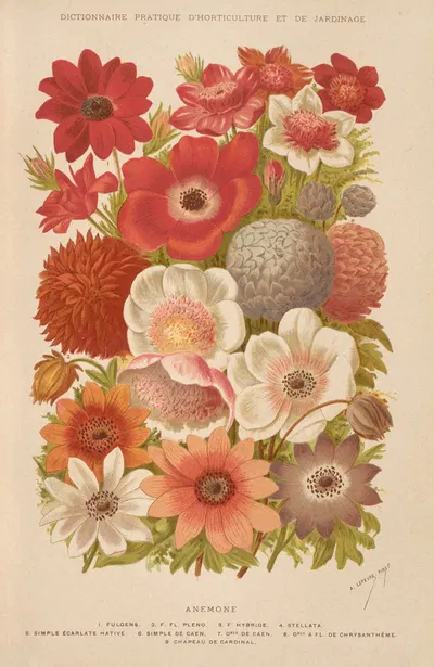 Anemone by George Nicholson, 1893 — digital art print download