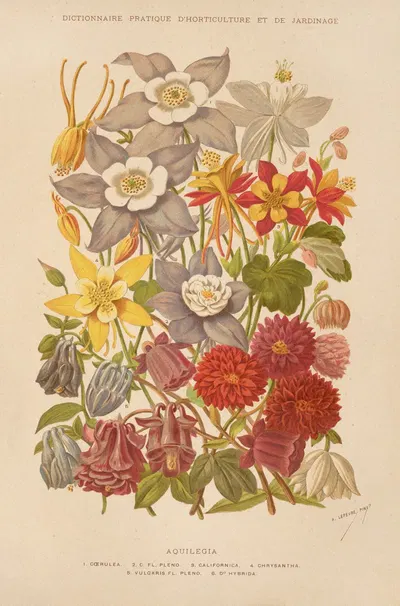 Aquilegia by George Nicholson, 1893 — digital art print download