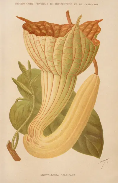 Aristolochia Goldieana by George Nicholson, 1893 — digital art print download