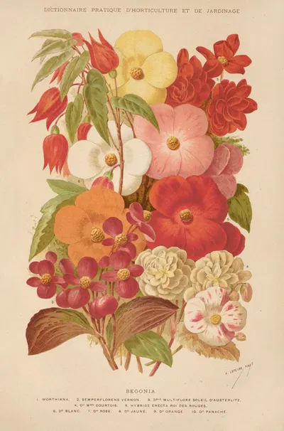 Begonia by George Nicholson, 1893 — digital art print download