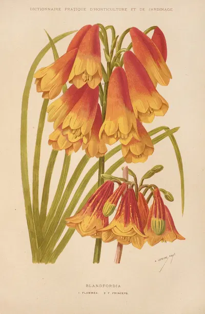 Blandfordia by George Nicholson, 1893 — digital art print download