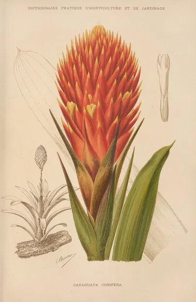 Caraguata Conifera by George Nicholson, 1893 — digital art print download