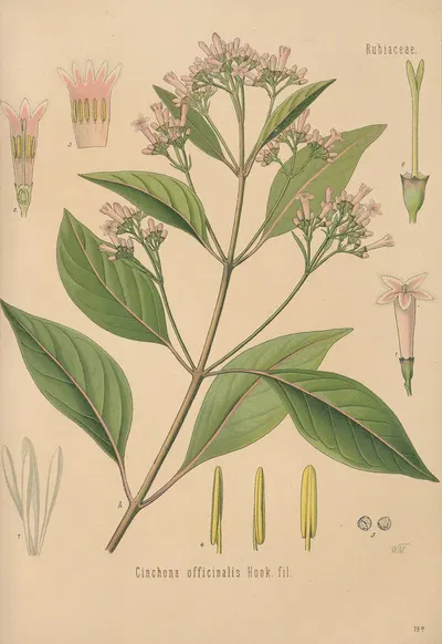 Cinchona officinalis by George Nicholson, 1893 — digital art print download