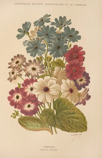Cineraria by George Nicholson, 1893 — digital art print download