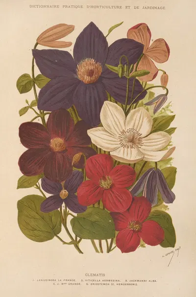 Clematis by George Nicholson, 1893 — digital art print download