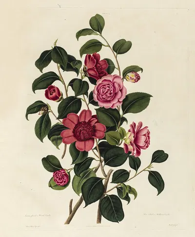 Anemone flower'd or Waratah Camellia, Rose color'd or Middlemists Camellia by Clara Maria Pope, 1819 — digital art print…