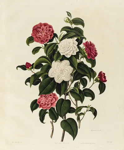 Buff or Humes-Blush Camellia, Myrtle leaved Camellia by Clara Maria Pope, 1819 — digital art print download