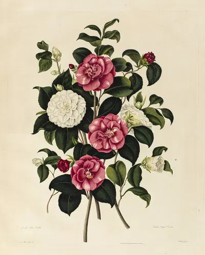 Double White Camellia, Double Striped Camellia by Clara Maria Pope, 1819 — digital art print download