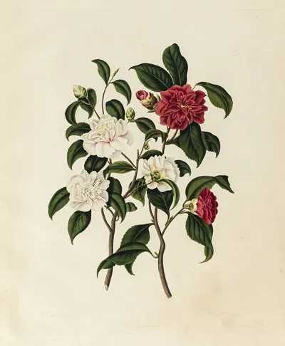 Pompone or Kew Blush Camellia, Double red Camellia by Clara Maria Pope, 1819 — digital art print download