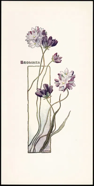 Brodiaea by Elizabeth Moore Hallowell, 1905 — digital art print download