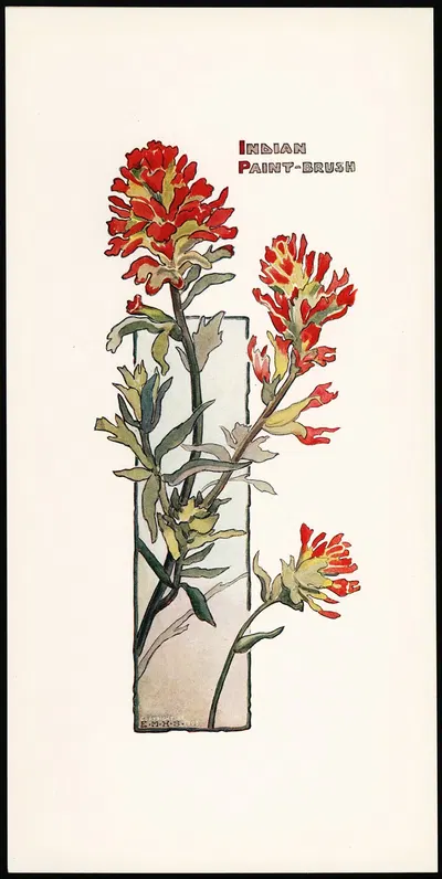 Indian Paint Brush by Elizabeth Moore Hallowell, 1905 — digital art print download