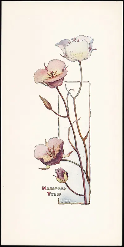 Mariposa Tulip by Elizabeth Moore Hallowell, 1905 — digital art print download